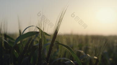 日落美丽的小麦场阳光发光生小穗关闭